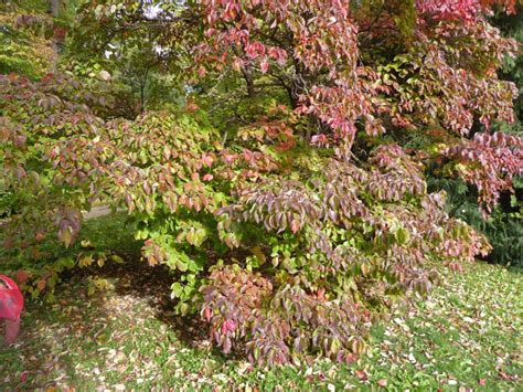 Botanische Spaziergaenge At Thema Anzeigen 19 10 2022 Wien 3