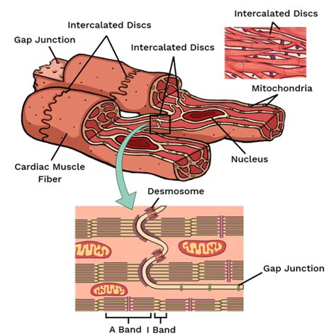 Cardiac Muscle Labster