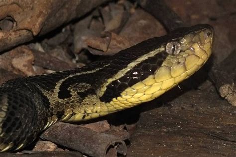 Jararaca Cobra Amarela E Preta - Cobra Jararacuçu – Jararacuçu do Brejo, Papo Amarelo