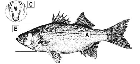 Bass Comparison and Identification — Texas Parks & Wildlife Department