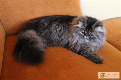 Продам подрощенный экстремальный перс, купить подрощенный экстремальный ...