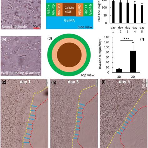 A Schematic Of Multi Ring Model For The Bioprinted Cell Invasion Download Scientific Diagram