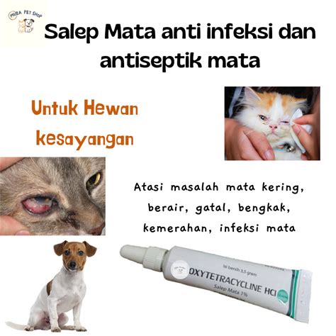 Obat Sakit Mata Kucing Clamidia Belek Merah Bengkak Obat Mata Kucing