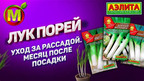 ЛУК ПОРЕЙ "Добрый Молодец". Посадка и выращивание в 2021 году. - YouTube