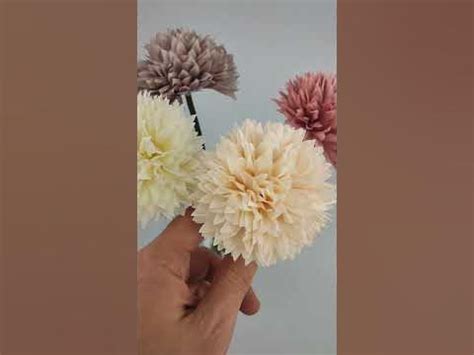 Хризантемы шарики одиночки - YouTube