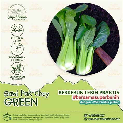 Jual 100 Biji Benih Sawi Pakcoy GREEN Pak Choy Pakchoy Sangat