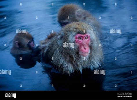 Monkeys In A Natural Onsen Hot Spring Located In Jigokudani Monkey Park Nagono Prefecture