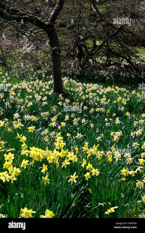 Daffodils In A Woodland Garden Stock Photo Alamy