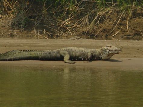 Exkursion Tage Nacht Im Dschungel Tambopata Getyourguide