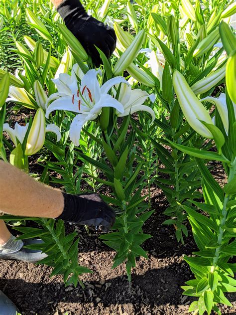 Preparing Lilies For Skylands The Martha Stewart Blog