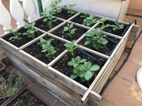¿cuándo Sembrar Las Habas 🌱 Cultivar Mi Huerto