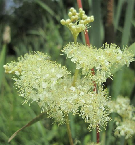 Reine Des Pr S Filipendula Ulmaria Rosac E De Cm Flickr