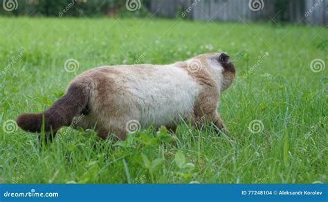 Scottish fold siamese mix stock photo. Image of natural - 77248104