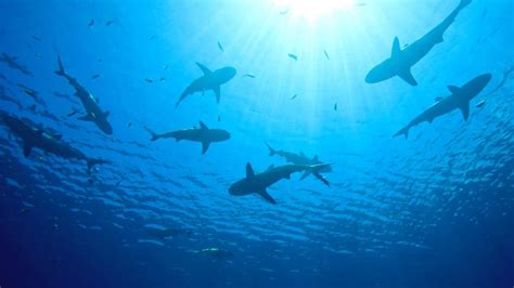 The Facts About Sharks in Hawaii & How To Avoid Attack - Next Vacay