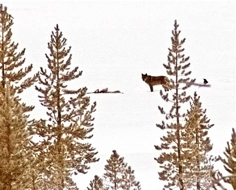 Professor Boardman's Bioblog: Wolves