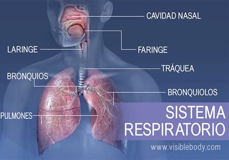 Os Principais Componentes Do Sistema Respiratório São