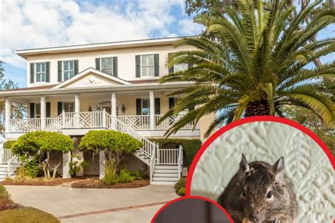 Pest Proofing Your Home | Palmetto Exterminators