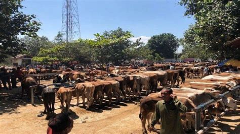 Update Harga Hewan Kurban Jelang Idul Adha 2022 Kambing Rp 1 5 Jutaan