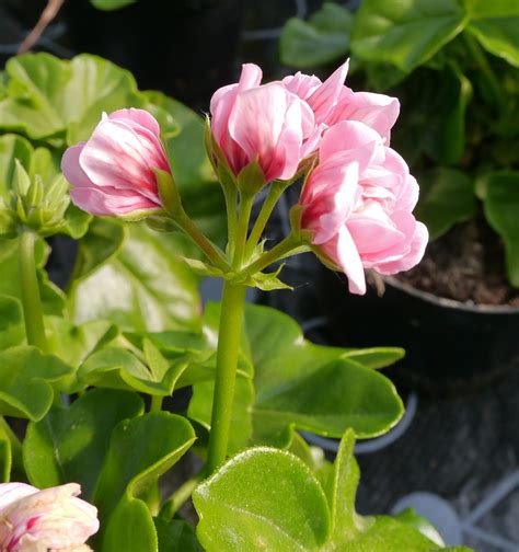 Pelargonia Obp Opplysningskontoret For Blomster Og Planter