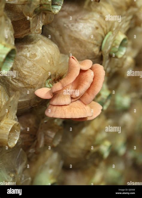 Pink Oyster Mushroom Pleurotus Djamor On Spawn Bags Growing In A Farm