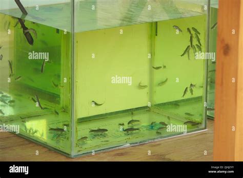 Pedicure Fish Spa Rufa Garra Fish Spa Treatment Close Up Of Fish And
