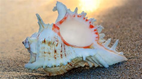 Free photo: Pretty Sea Shell - Brittle, Hard, Housing - Free Download - Jooinn