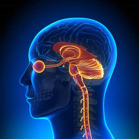 Human Brain Stem Diagram