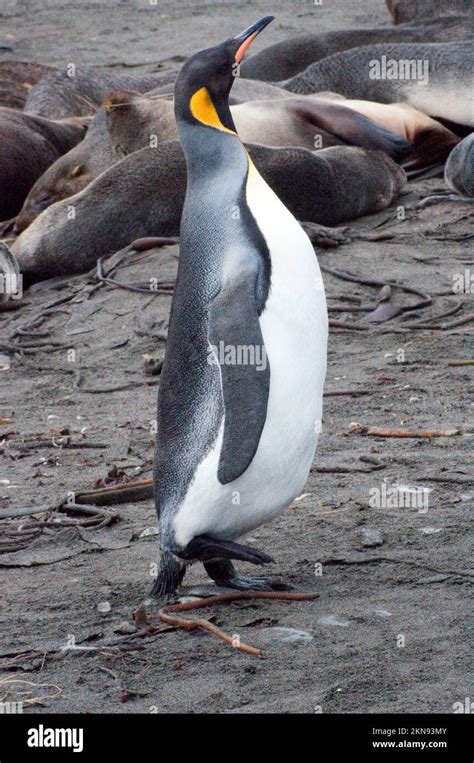 King Penguin in Antartica Stock Photo - Alamy