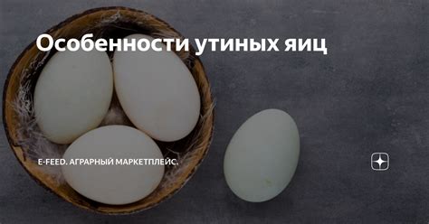 Особенности утиных яиц | e-Feed. Аграрный маркетплейс. | Дзен