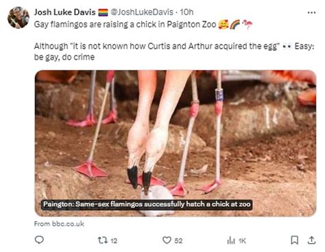 UK S Gay Flamingos Adopt Abandoned Chick Same Sex Birds Called Curtis And Arthur Surprise