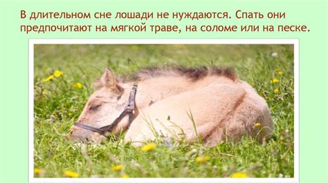 Лошадь. Роль лошади в развитии человеческой цивилизации - презентация ...