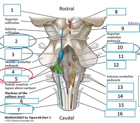 Lecture Brainstem And Cranial Nerves Flashcards Quizlet