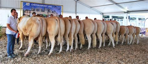 The Blonde DAquitaine On Tour The French FairWhere Selection Meets
