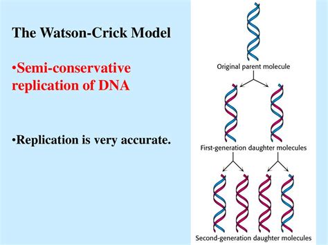 Dna Rna Protein презентация онлайн