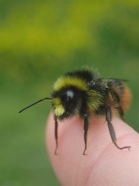 Get To Know Your Male Bumblebees Natural History Society Of Northumbria