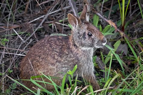 The Florida Marsh Rabbit Sylvilagus Palustris Paludicola Is A Small