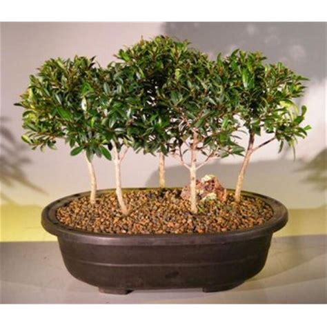 Bonsai Boy E2390 Flowering Brush Cherry Bonsai Tree Five Forest Group