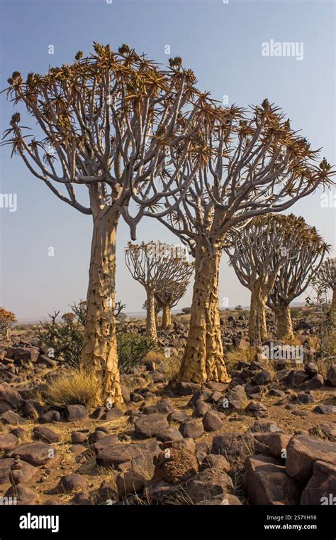The Impressive Quiver Tree Forest In The Rugged Arid Environment Of