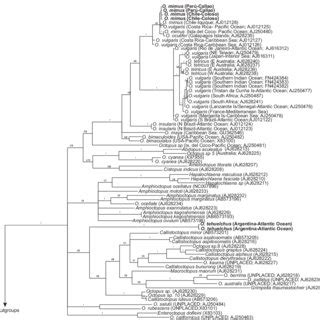 Pdf A Contribution To The Understanding Of Phylogenetic Relationships