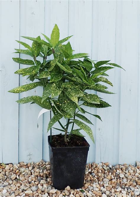 Spotted Laurel Hedging Plants - (Aucuba Japonica Variegata) | Potted
