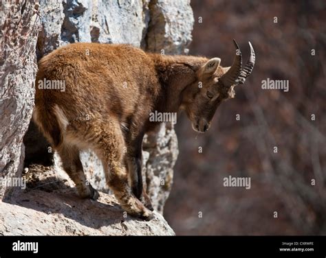 alpine ibex climbing  res stock photography  images alamy