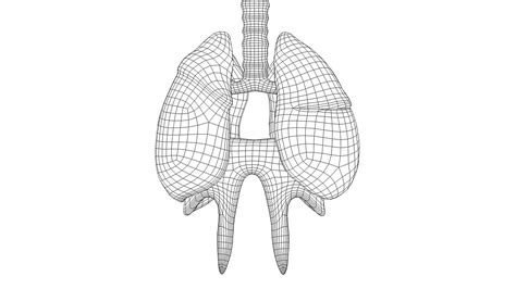 3D Respiratory System - TurboSquid 2060805