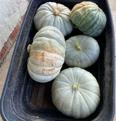 PERFECT PUMPKINS; A BEGINNER'S GUIDE – Brambles Homestead