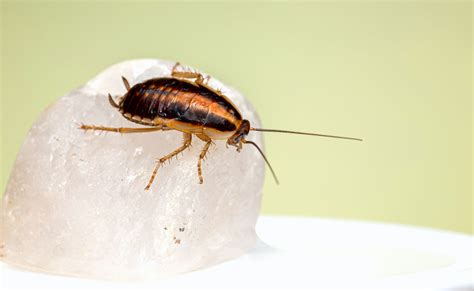 Cockroach Droppings Identification and Reasons For It