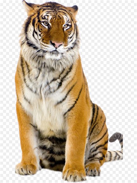 Harimau Harimau Putih Fotografi Gambar Png