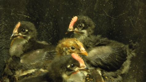 What Sex Are My Birchen Marans And Barnevelders BackYard Chickens