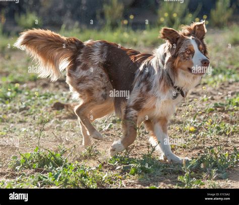 Australian Cattle Dog-Border Collie mix Stock Photo - Alamy