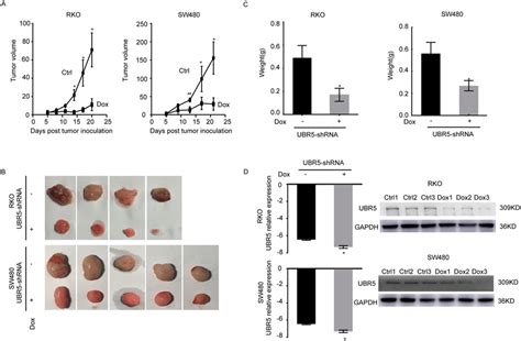 Knockdown Of UBR Reduces The Growth Of CRC Xenografts In BALB C Nude
