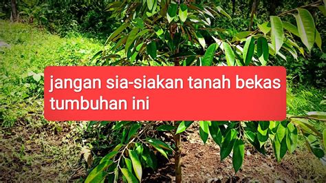 Lahan Bekas Pohon Bambu Sangat Cocok Untuk Tanaman Durian Land Of