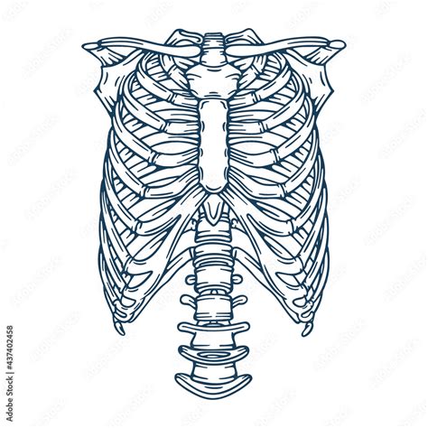 Human Ribs Human Rib Bones Hand Drawn Vector Illustration Part Of